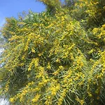 Carabeo 2000 3.1 Апартаменты Нерха