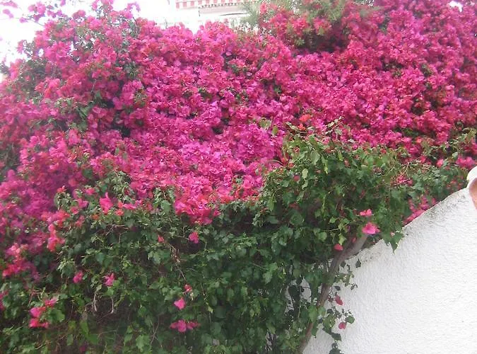 Carabeo 2000 3.1 Apartament *