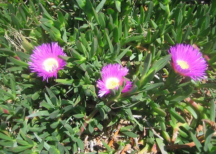 Carabeo 2000 3.1 Nerja