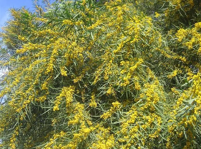 Carabeo 2000 3.1 Apartament Nerja