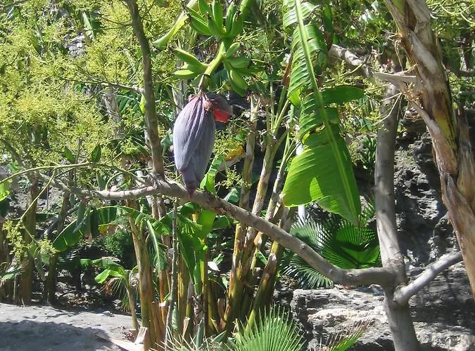 Carabeo 2000 3.1 Apartament